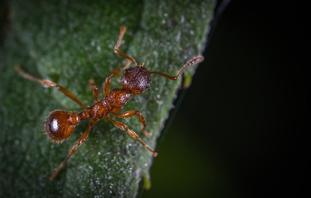 mravenec