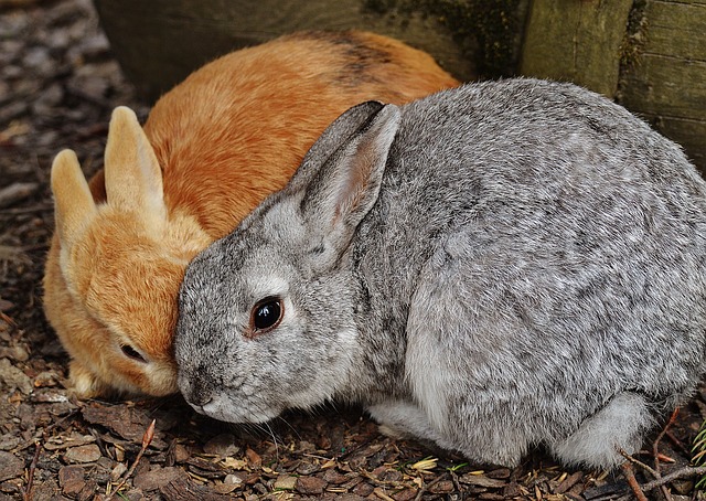 pár králíků