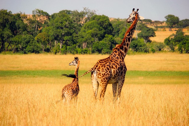žirafa a mládě