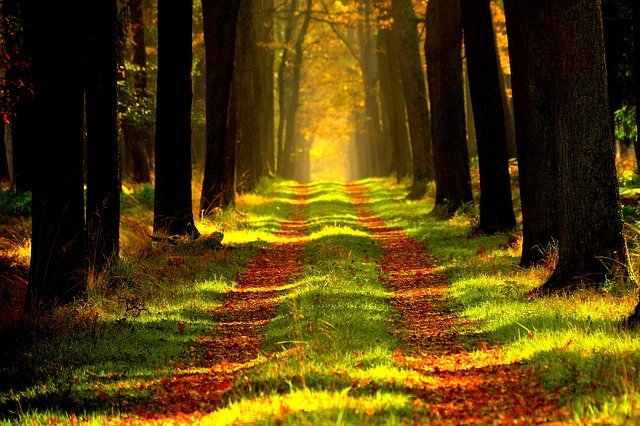 lesní cesta.jpg